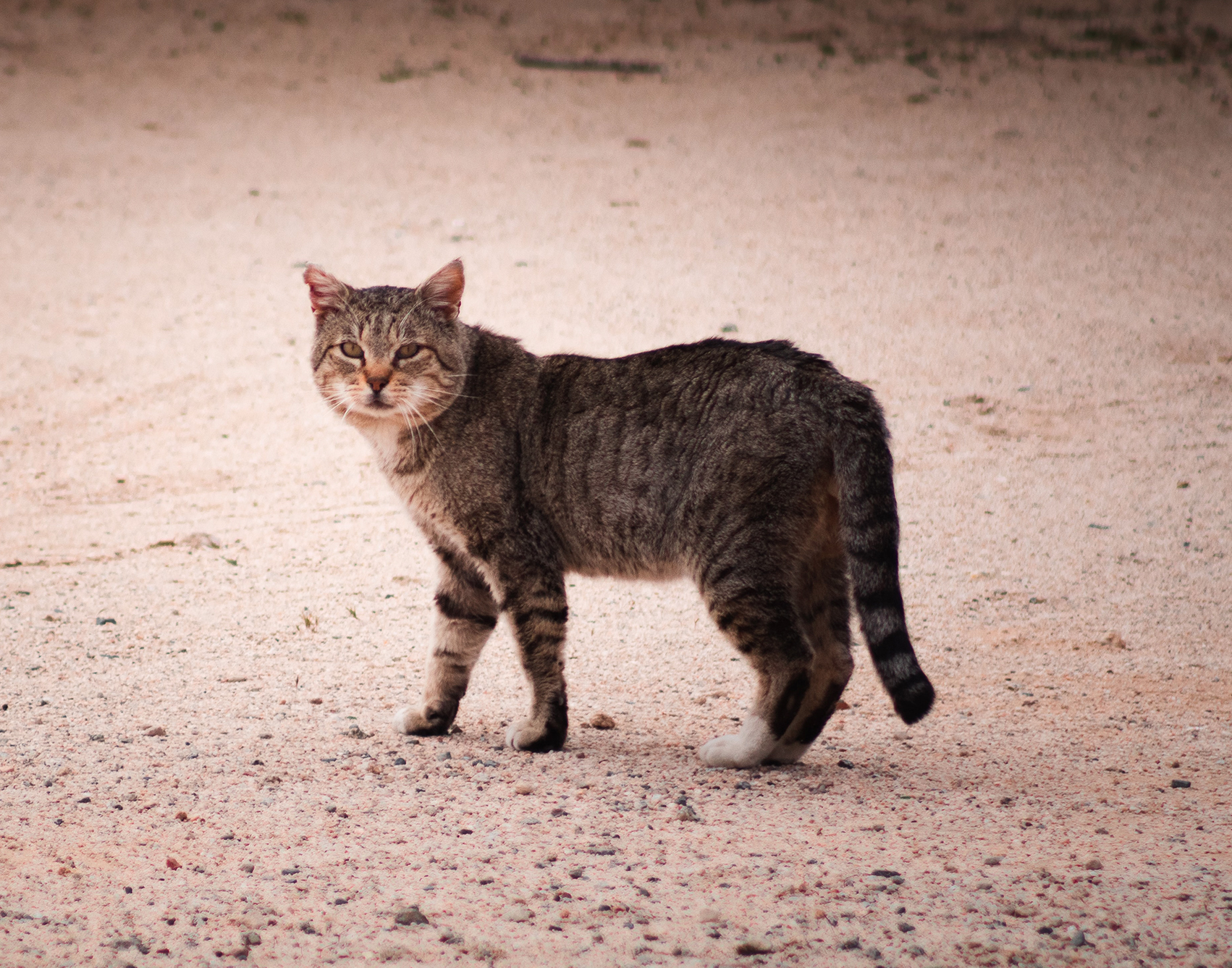 Submission on the Inquiry into the problem of feral and domestic cats in Australia – 29 July 2020